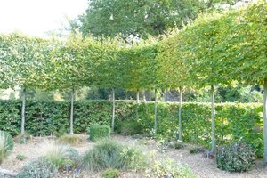 Carpinus betulus 150-175 cm container meerstammig