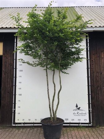 Carpinus betulus 16-18 cm container meerstammig 3 stam