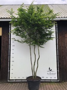 Carpinus betulus 16-18 cm container meerstammig 3 stam