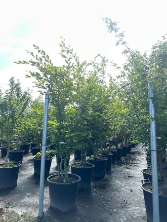 Carpinus betulus 250-300 cm cont. 70L meerstammig 3 stam - afbeelding 3