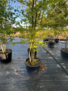 Carpinus betulus 250-300 cm cont. 70L meerstammig 3 stam