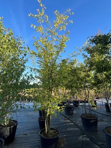 Carpinus betulus 250-300 cm cont. 70L meerstammig 3 stam - afbeelding 2