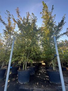 Carpinus betulus 350-400 cm cont. 130L meerstammig