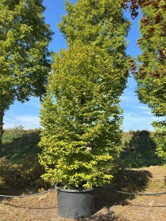 Carpinus betulus 400-425 cm cont. 450L meerstammig cilinder
