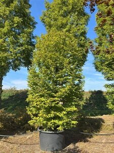 Carpinus betulus 400-425 cm cont. 450L multi-stem cylinder