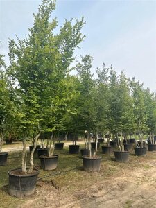 Carpinus betulus 400-450 cm cont. 160L meerstammig