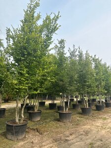 Carpinus betulus 400-450 cm cont. 160L multi-stem