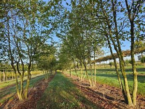 Carpinus betulus 400-500 cm draadkluit meerstammig - afbeelding 2