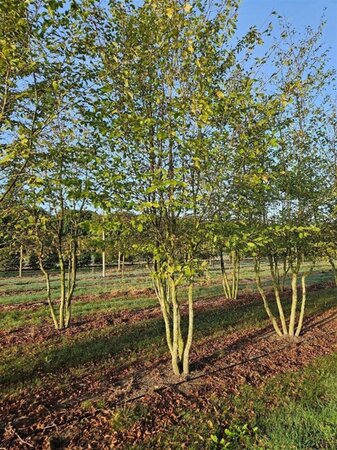 Carpinus betulus 400-500 cm draadkluit meerstammig - afbeelding 3