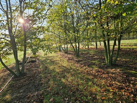 Carpinus betulus 400-500 cm draadkluit meerstammig - afbeelding 4