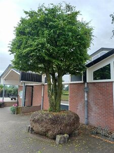 Carpinus betulus 400-500 cm draadkluit meerstammig