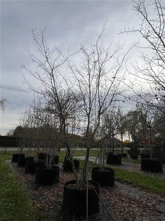 Carpinus betulus 450-500 cm airpot meerstammig