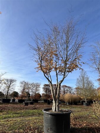 Carpinus betulus 500-600 cm cont. 450L multi-stem