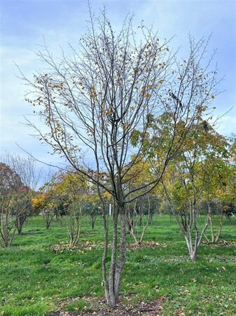 Carpinus betulus 500-600 cm draadkluit meerstammig - afbeelding 1