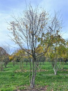 Carpinus betulus 500-600 cm draadkluit meerstammig - afbeelding 1