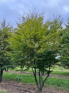 Carpinus betulus 500-600 cm draadkluit meerstammig