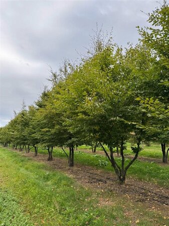Carpinus betulus 500-600 cm draadkluit meerstammig - afbeelding 2