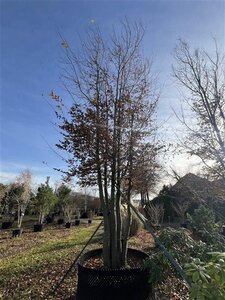 Carpinus betulus 600-700 cm airpot meerstammig
