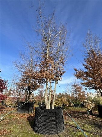 Carpinus betulus 600-700 cm airpot meerstammig