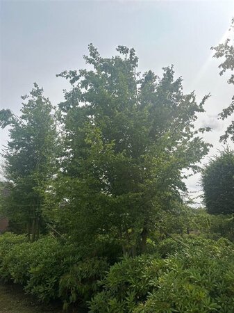Carpinus betulus 600-700 cm  multi-stem