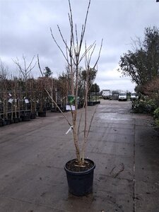 Catalpa bignonioides 200-250 cm cont. 70L meerstammig