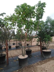 Catalpa bignonioides 250-300 cm cont. 130L meerstammig - afbeelding 2