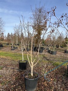 Catalpa bignonioides 250-300 cm cont. 130L meerstammig - afbeelding 1