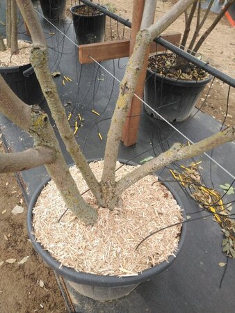 Catalpa bignonioides 250-300 cm cont. 130L meerstammig - afbeelding 3