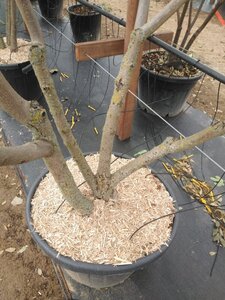 Catalpa bignonioides 250-300 cm cont. 130L meerstammig - afbeelding 3