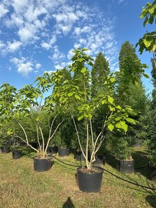 Catalpa bignonioides 400-450 cm cont. 160L meerstammig