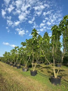 Catalpa bignonioides 500-600 cm cont. 160L multi-stem