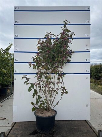 Callicarpa bod. 'Profusion' 125-150 cm cont. 20L meerstammig