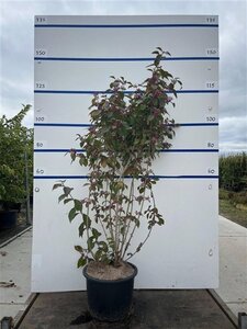Callicarpa bod. 'Profusion' 125-150 cm cont. 20L meerstammig