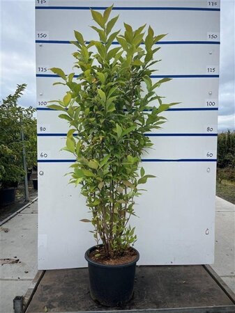 Calycanthus floridus 125-150 cm cont. 20L meerstammig