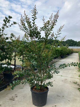 Carya illinoin. 'Choctaw' 200-225 cm cont. 70L meerstammig