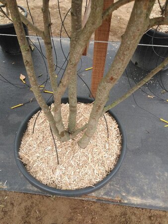 Carpinus japonica 200-250 cm cont. 110L meerstammig - afbeelding 1