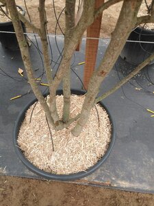 Carpinus japonica 200-250 cm cont. 110L meerstammig