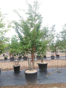 Carpinus japonica 200-250 cm cont. 110L meerstammig - afbeelding 2