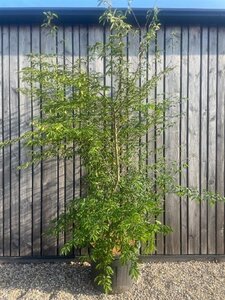 Carpinus japonica 250-300 cm cont. 110L meerstammig solitair