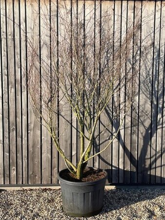 Carpinus japonica 250-300 cm cont. 110L meerstammig solitair - afbeelding 2