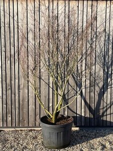 Carpinus japonica 250-300 cm cont. 110L meerstammig solitair - afbeelding 2