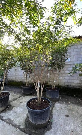 Carpinus japonica 300-350 cm container meerstammig