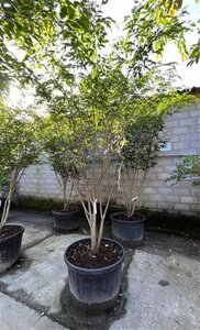 Carpinus japonica 300-350 cm container meerstammig