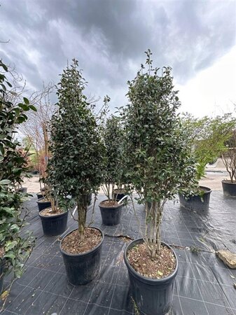 Camellia sasanqua 200-250 cm container meerstammig - afbeelding 1