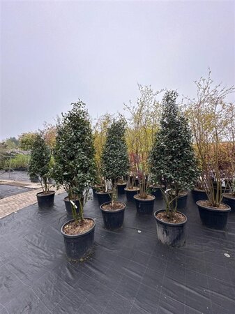 Camellia sasanqua 200-250 cm container meerstammig - afbeelding 2