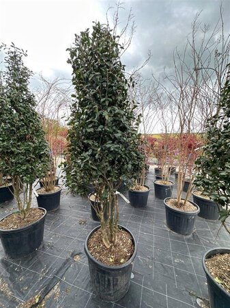 Camellia sasanqua 200-250 cm container meerstammig - afbeelding 3