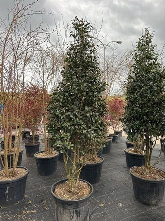 Camellia sasanqua 200-250 cm container meerstammig - afbeelding 4
