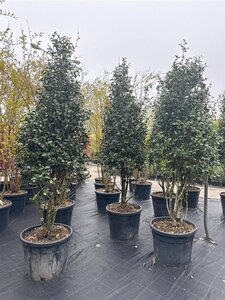 Camellia sasanqua 200-250 cm container meerstammig - afbeelding 6