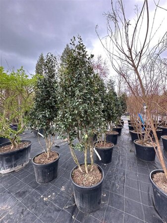 Camellia sasanqua 200-250 cm container meerstammig - afbeelding 7