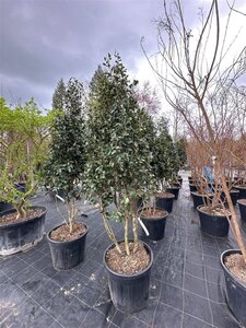 Camellia sasanqua 200-250 cm container meerstammig - afbeelding 7